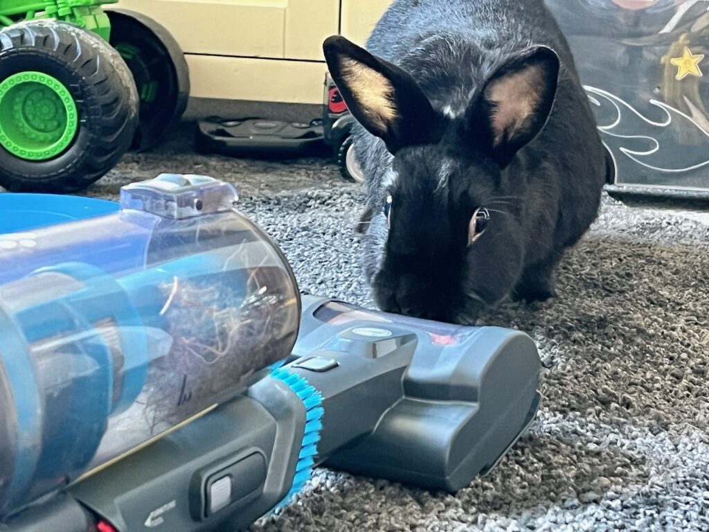 Our rabbit Freya sniffing the Hoover Anti-Twist with powered pets floorhead.
